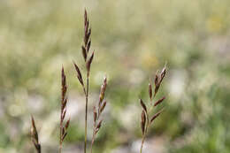 Image of alpine fescue