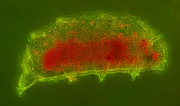 Image of <i>Cornechiniscus lobatus</i>