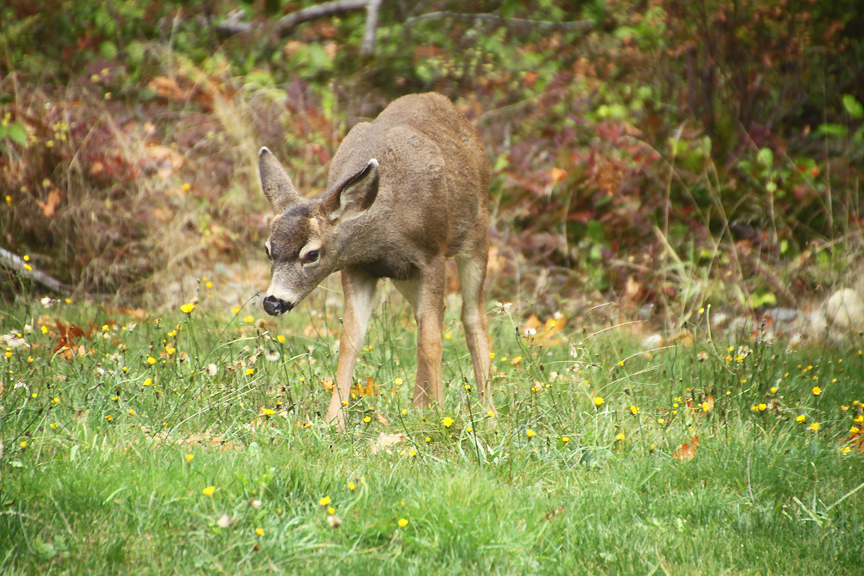 Image of Columbian Black-tailed Deer
