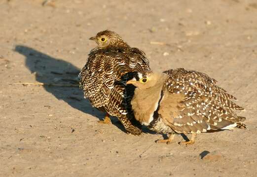 Image of Double-banded Sandgrouse