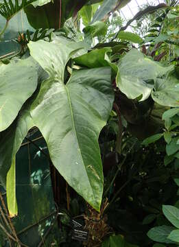 Image of Anthurium watermaliense L. H. Bailey & Nash