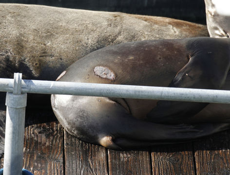 Image of Cookie-cutter Shark
