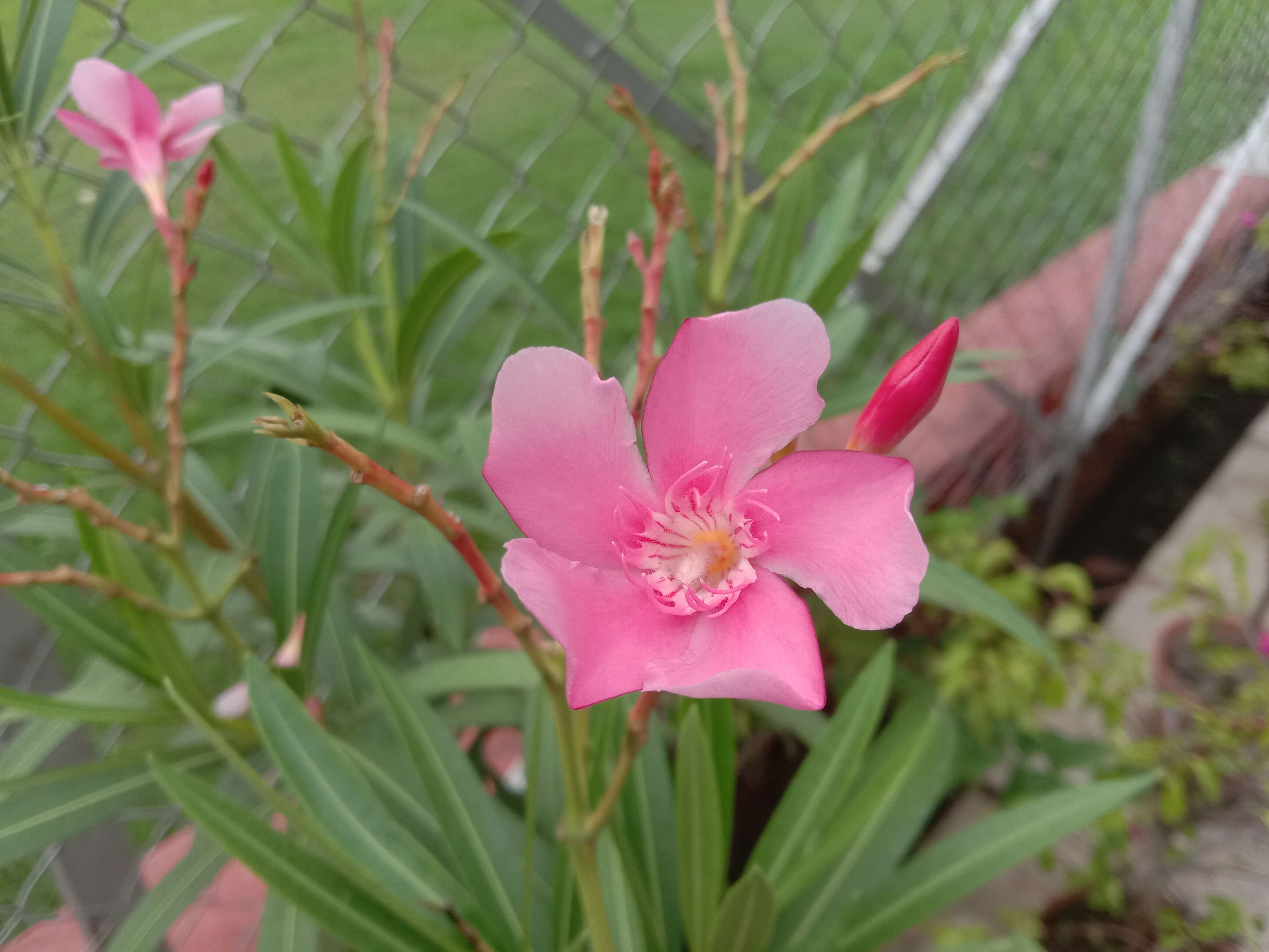 Image of Oleander