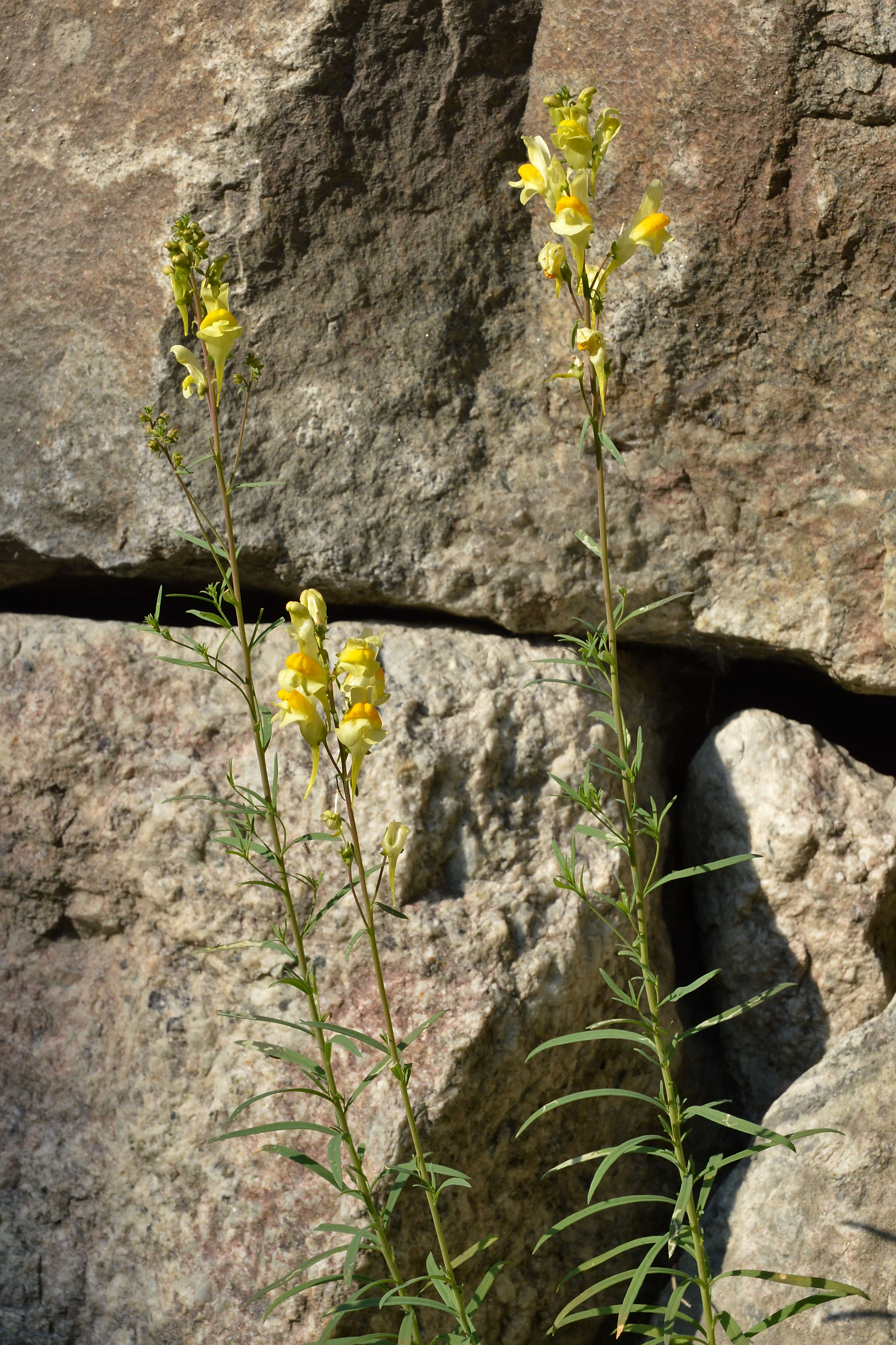 Image of Common Toadflax