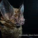 Image of Fringe-lipped Bat