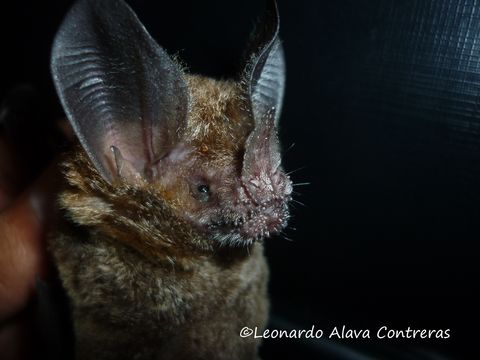 18.https www inaturalist org photos 2496472.580x360