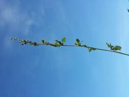 Image of Grey Goosefoot