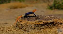 Слика од Agama planiceps Peters 1862