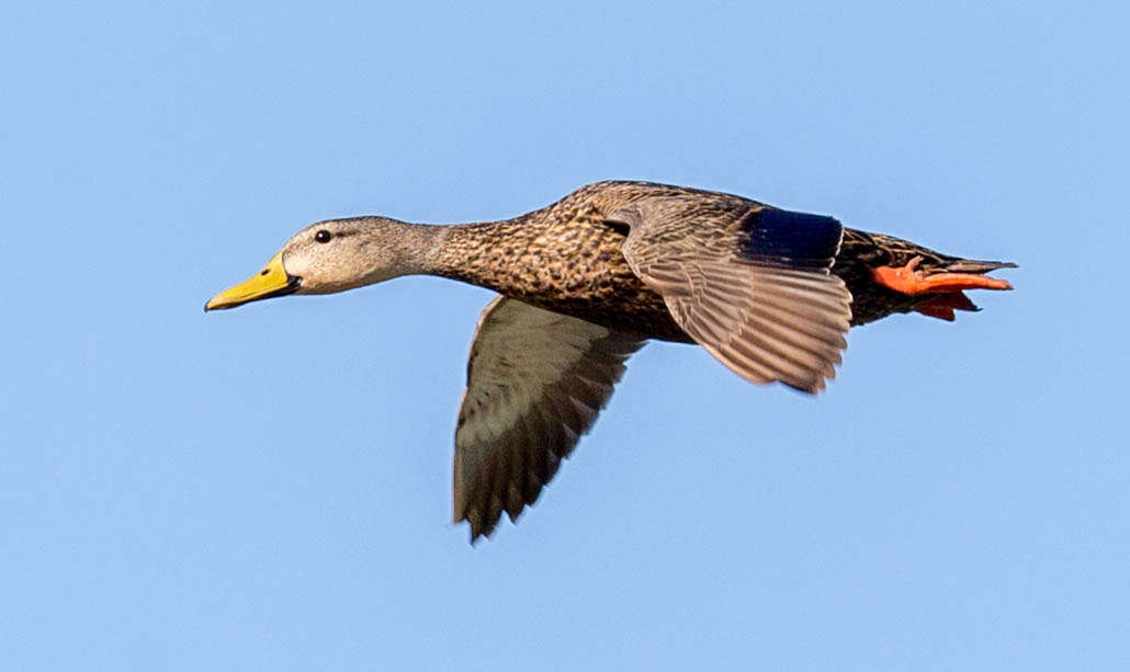 Image of Florida duck