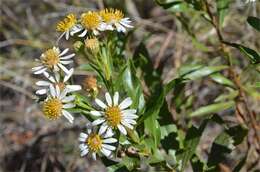 Olearia ferresii (F. Müll.) F. Müll. resmi