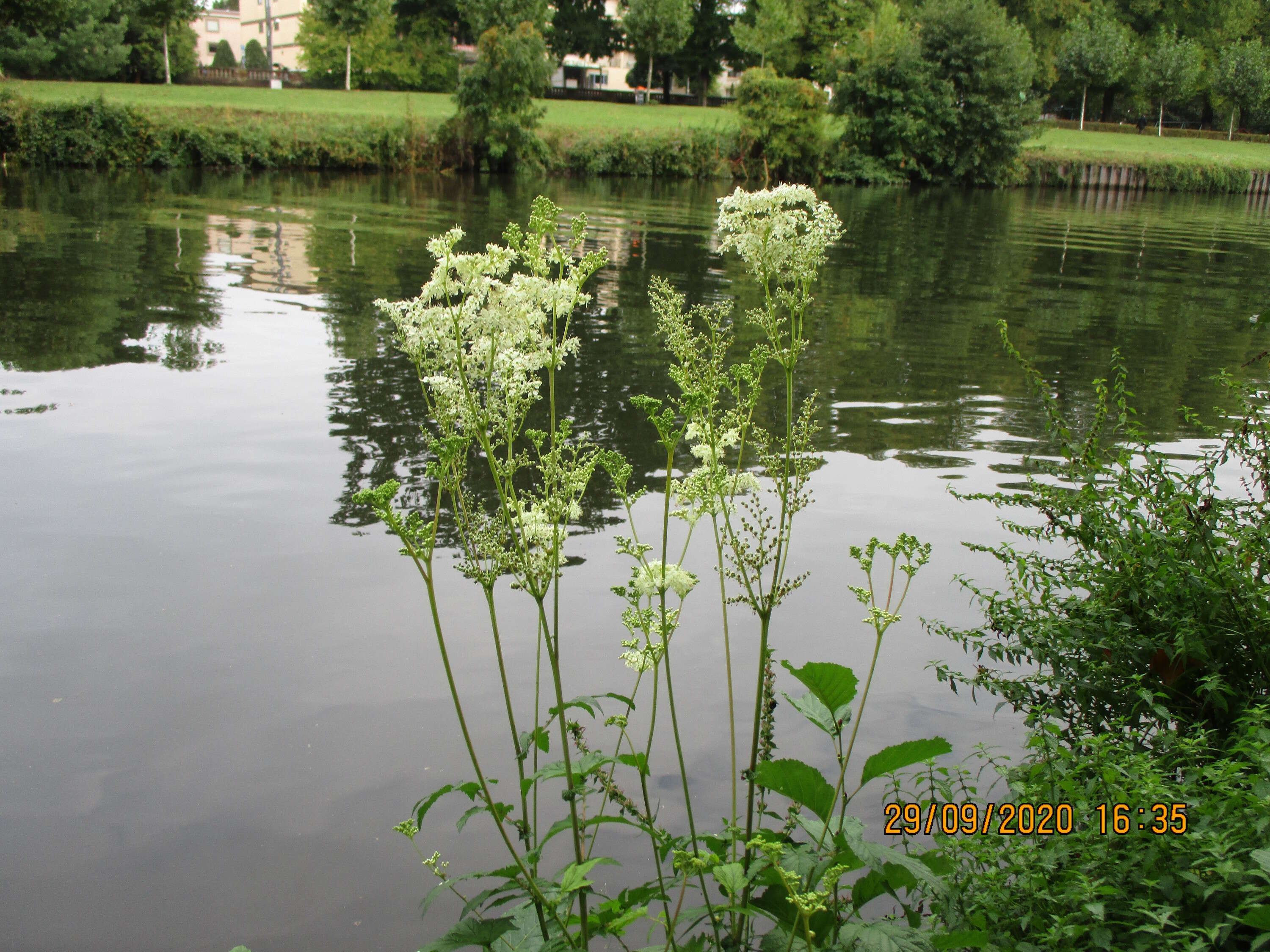 Image of Meadowsweet