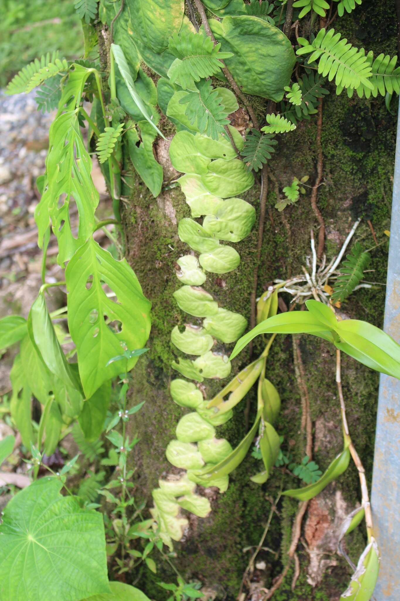 Image of Monstera dubia (Kunth) Engl. & K. Krause