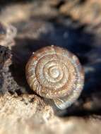 Image of rounded snail