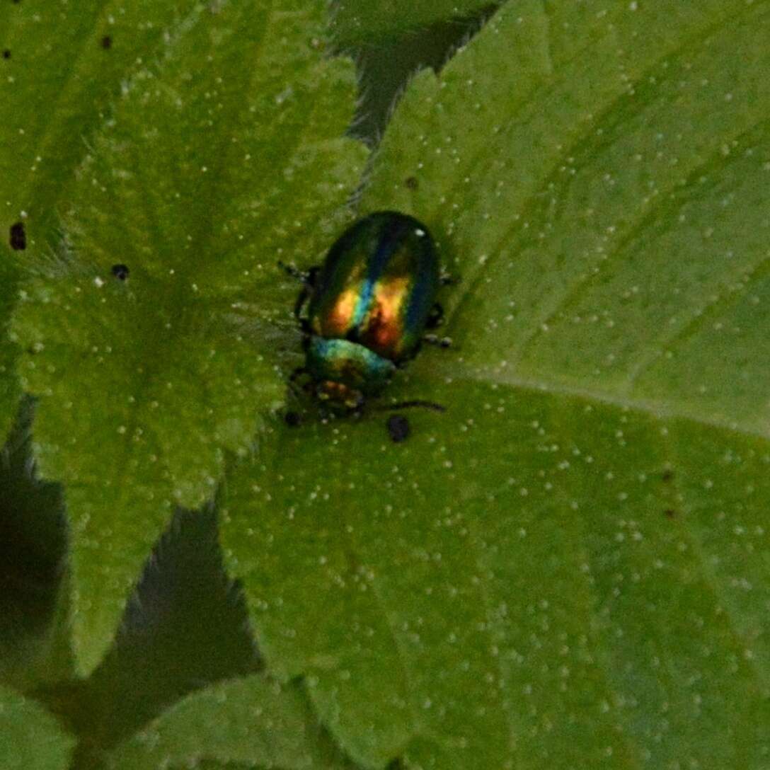 Image of Chrysolina fastuosa