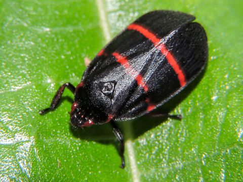 18.https www inaturalist org photos 2499544.580x360