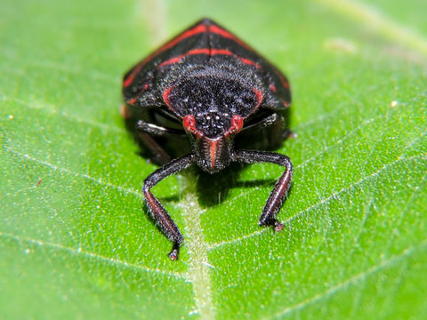 18.https www inaturalist org photos 2499545.580x360