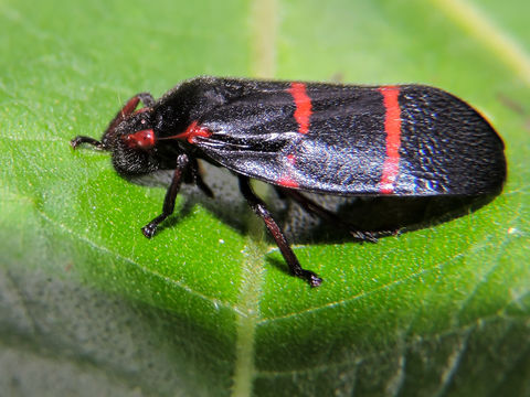 18.https www inaturalist org photos 2499546.580x360