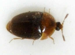 Image of Sericoderus