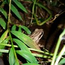 Image of Upland Chorus Frog