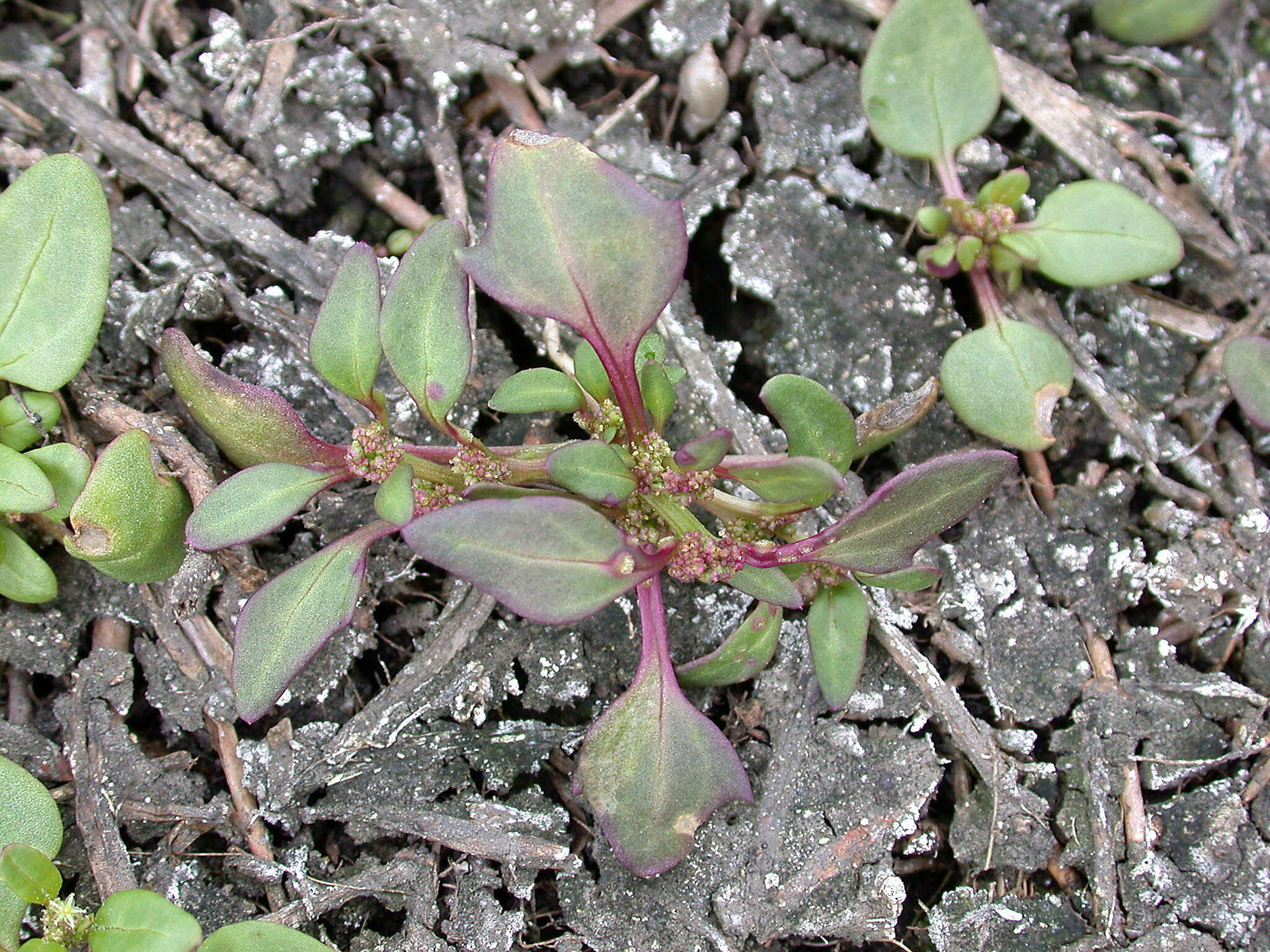 Image of Low Goosefoot