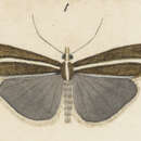 Imagem de Orocrambus oppositus Philpott 1915