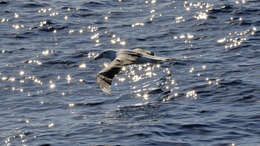 Image of Salvin's Albatross