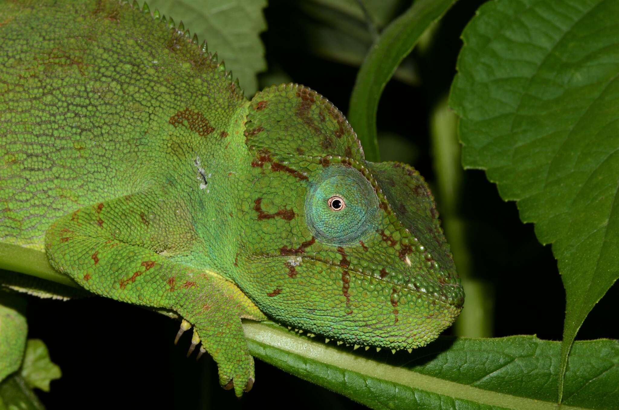 Image of Malagasy Giant Chameleon