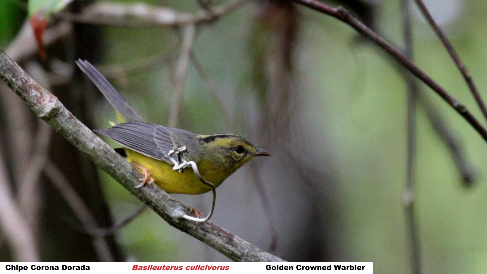 Image of Basileuterus culicivorus (Deppe 1830)