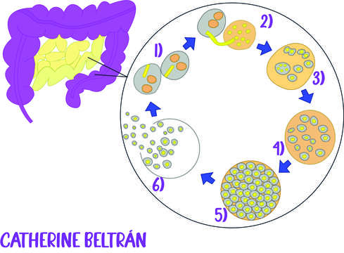 Image of microsporidian parasites