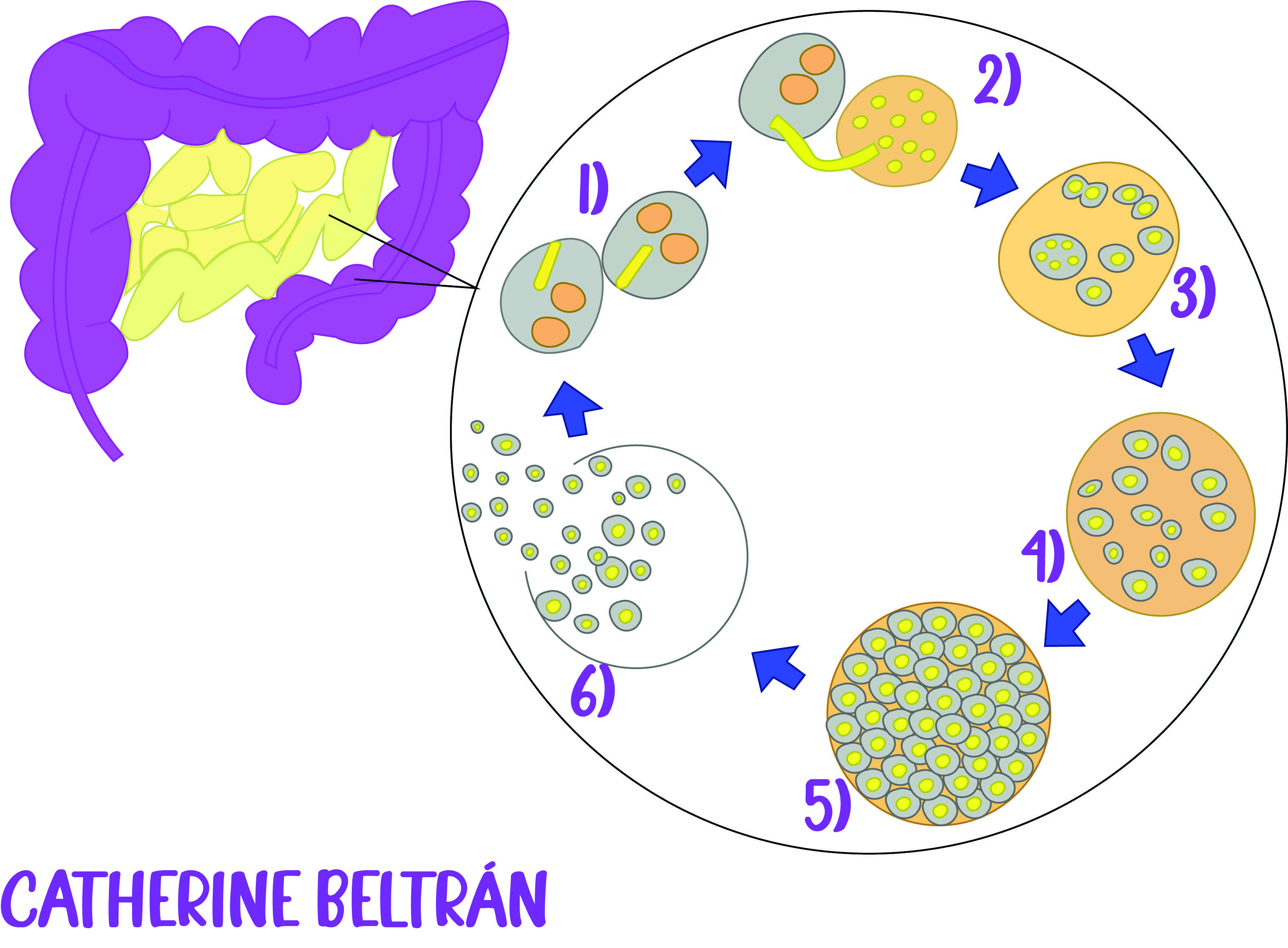 Image de Microsporidies