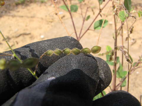 Desmodium tortuosum (Sw.) DC. resmi