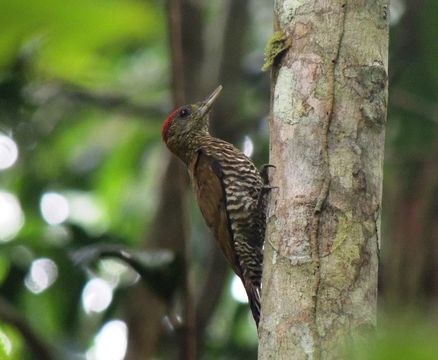 Image of Red-stained Woodpecker
