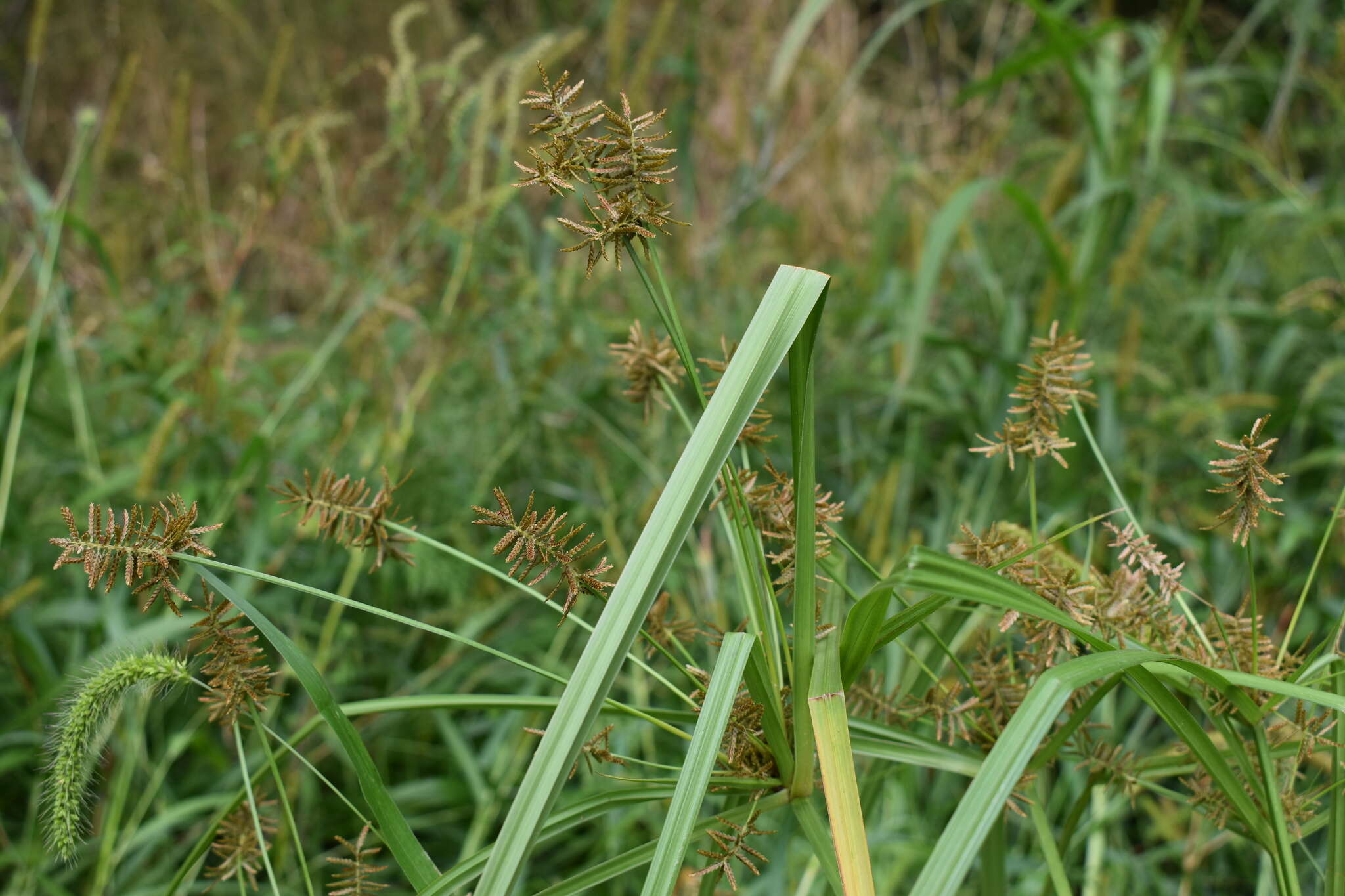 Image of Cyperus orthostachyus Franch. & Sav.