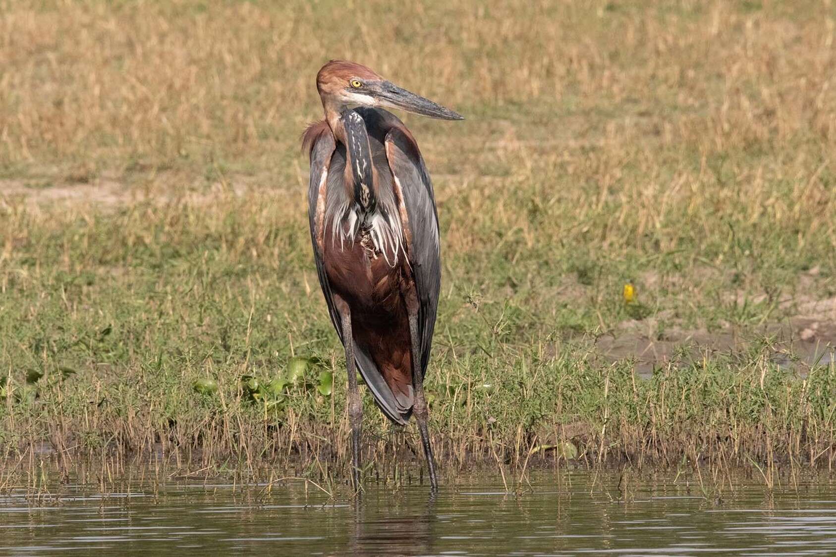 Image of Goliath Heron