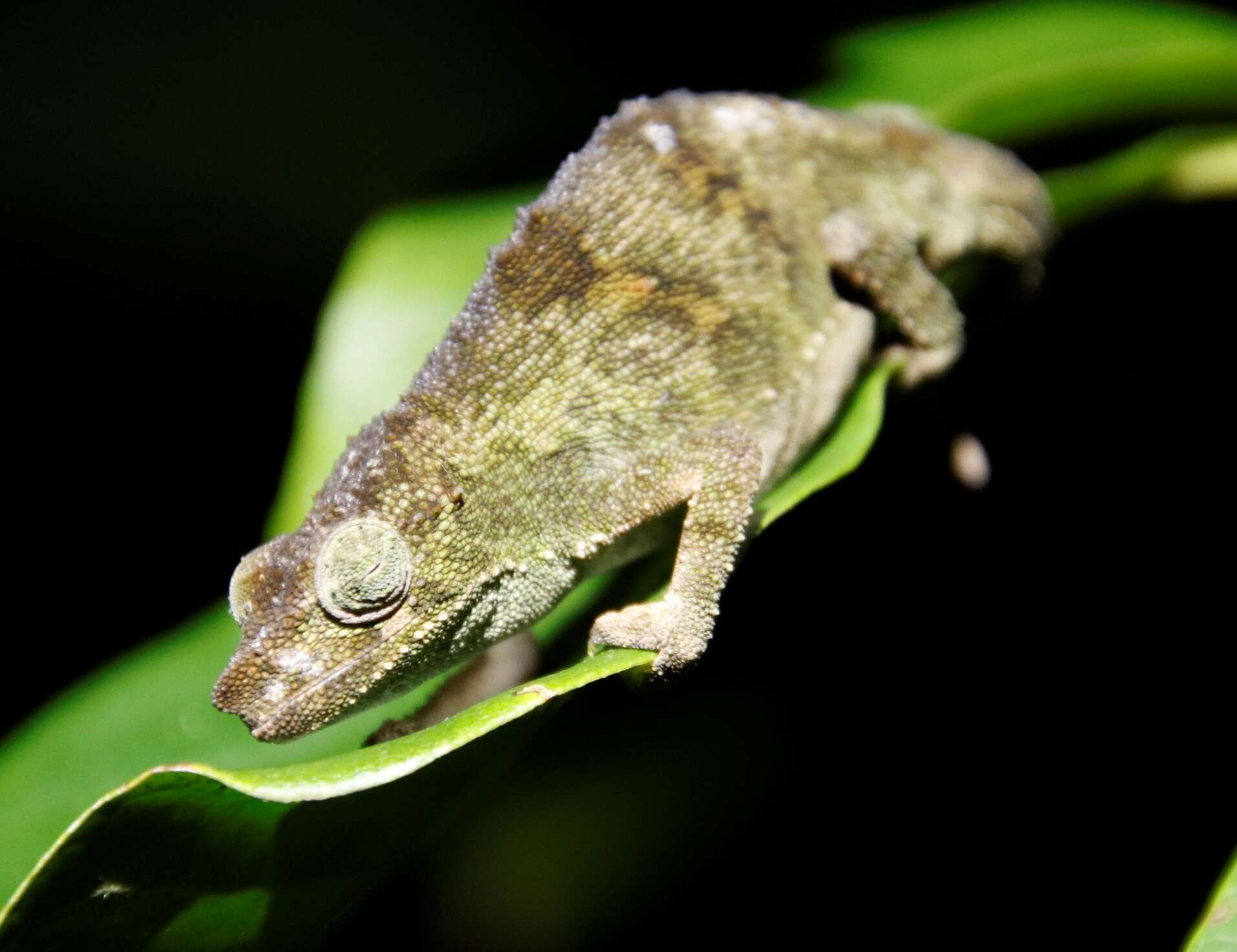 Image of Marshall's African Leaf Chameleon