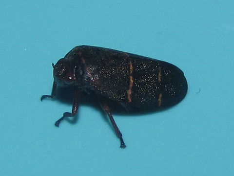 18.https www inaturalist org photos 2502533.580x360