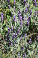 Image of French lavender