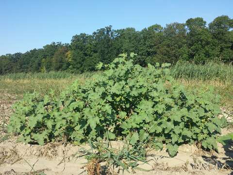 Imagem de Xanthium orientale L.