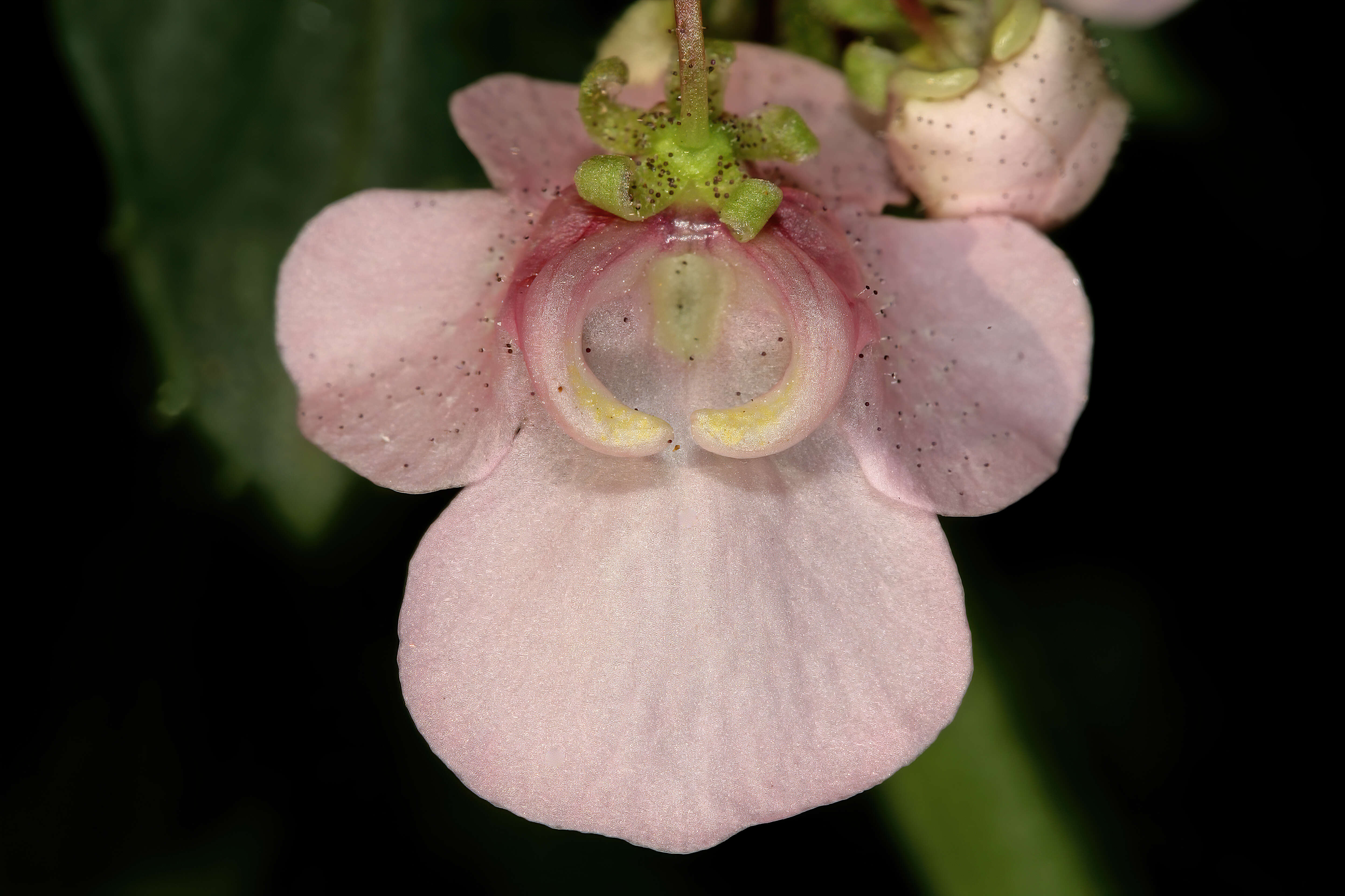 Image of Diascia rigescens E. Mey. ex Benth.