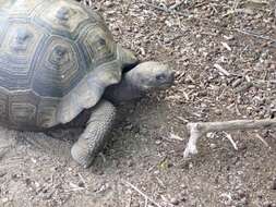 Image of Alcedo Volcano giant tortoise