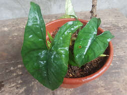 Alocasia heterophylla (C. Presl) Merr. resmi