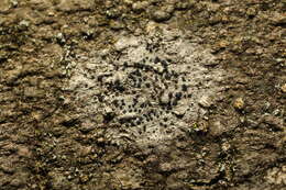 Image of lecidella lichen