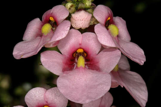 Image de Diascia rigescens E. Mey. ex Benth.