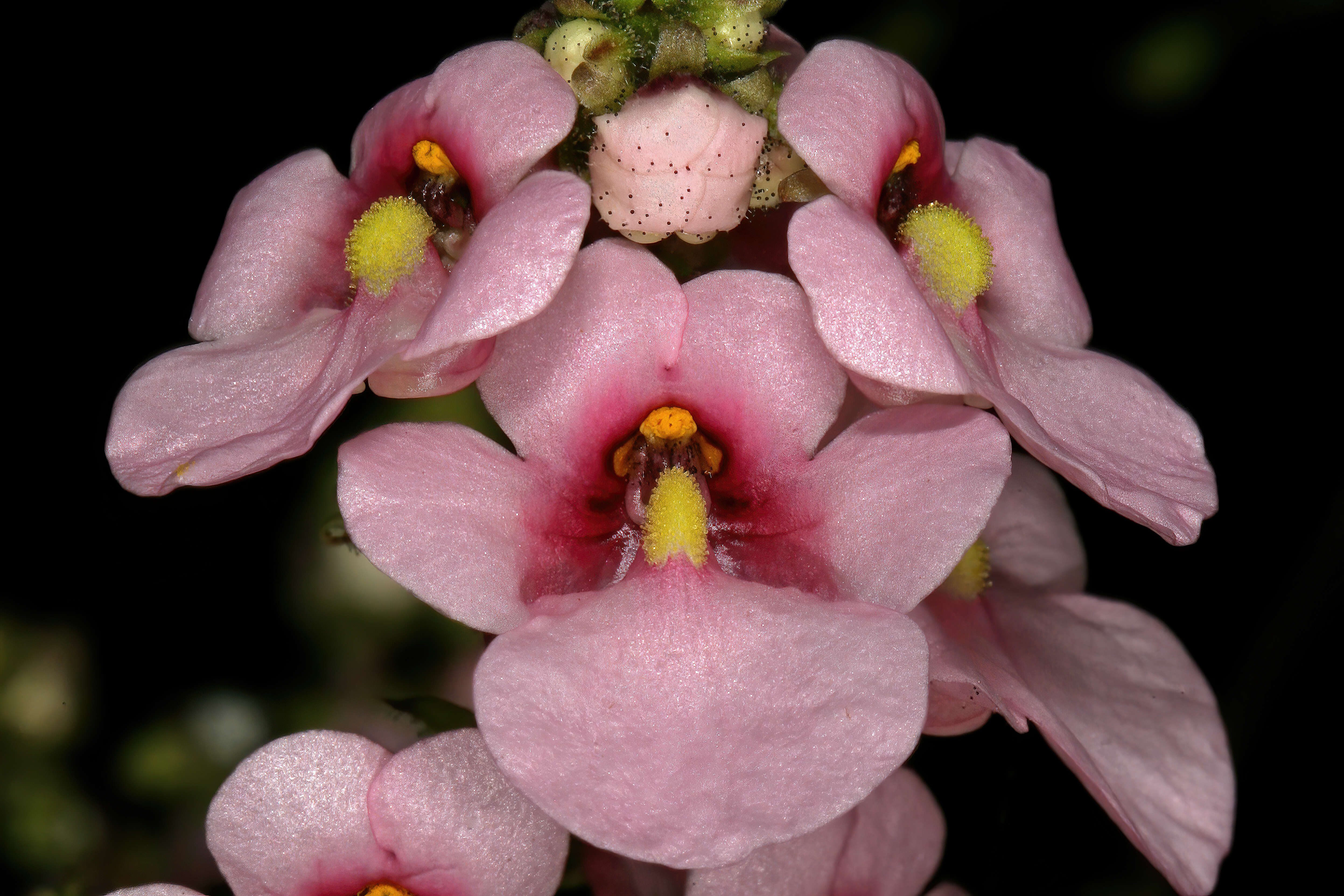 Image of Diascia rigescens E. Mey. ex Benth.