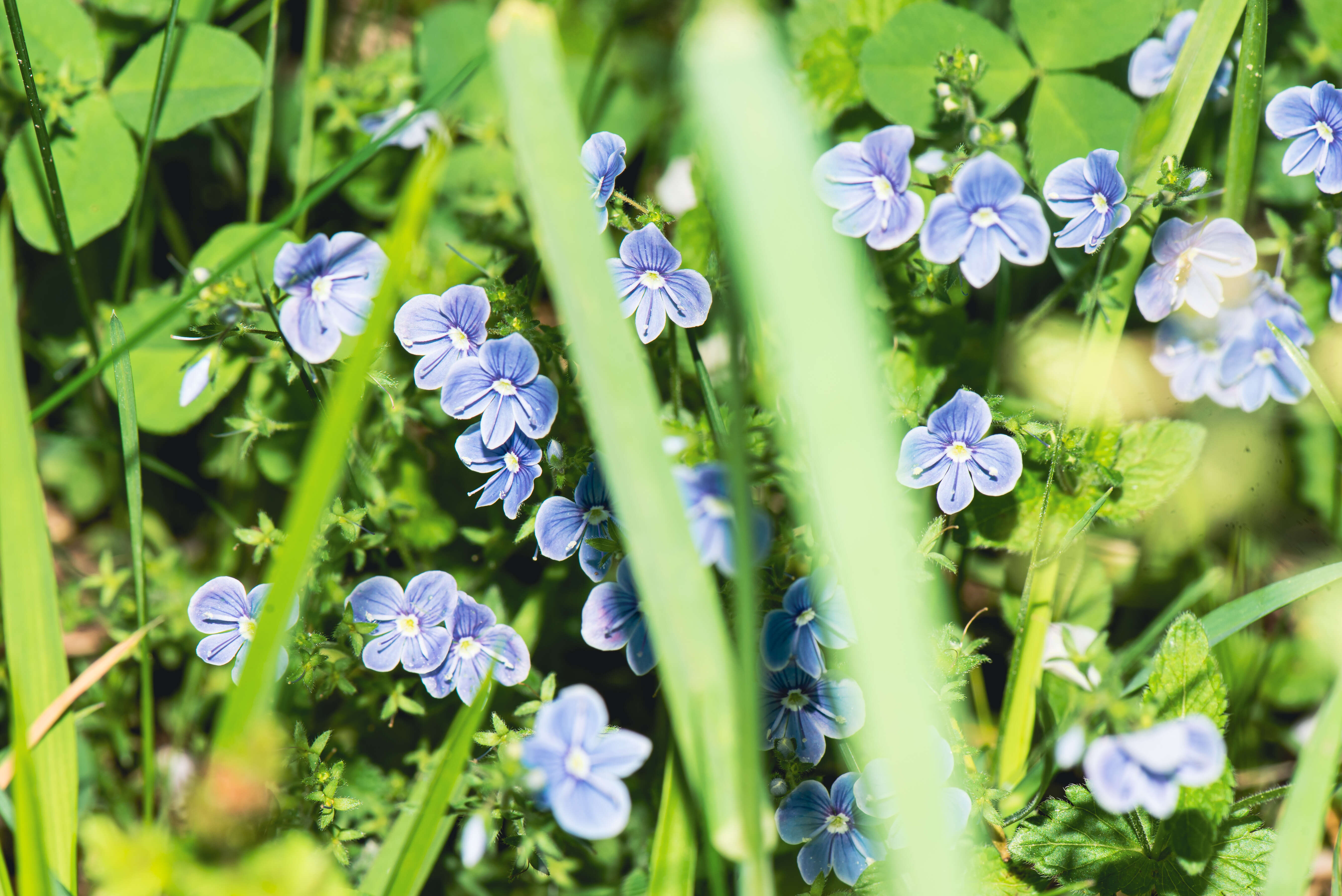 Image of bird's-eye speedwell