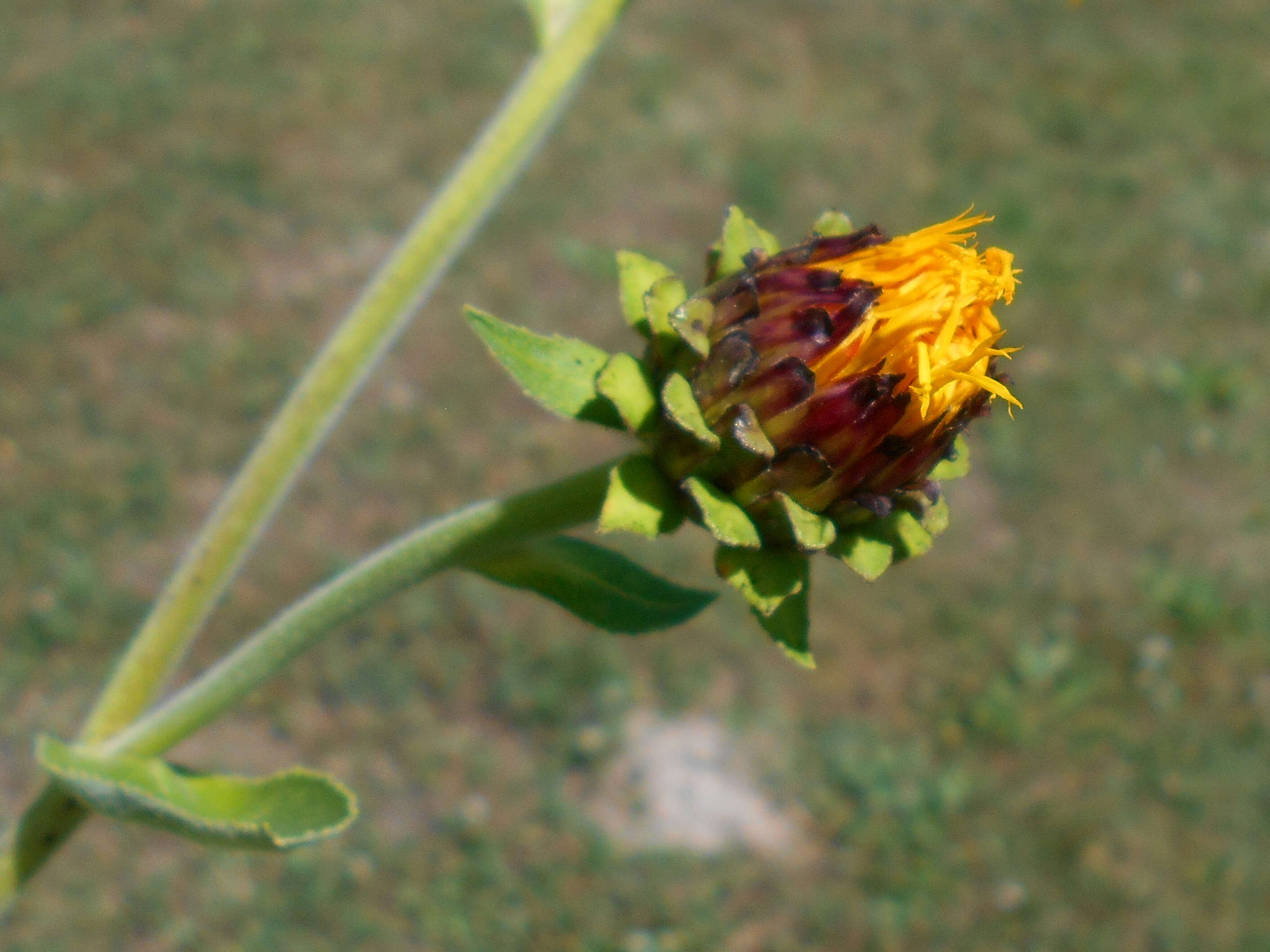 Imagem de Inula royleana DC.