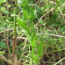 Image of <i>Ambrosia bidentata</i>
