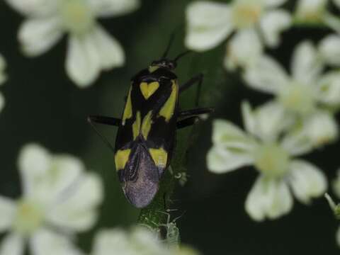 Image of Grypocoris sexguttatus (Fabricius 1777)