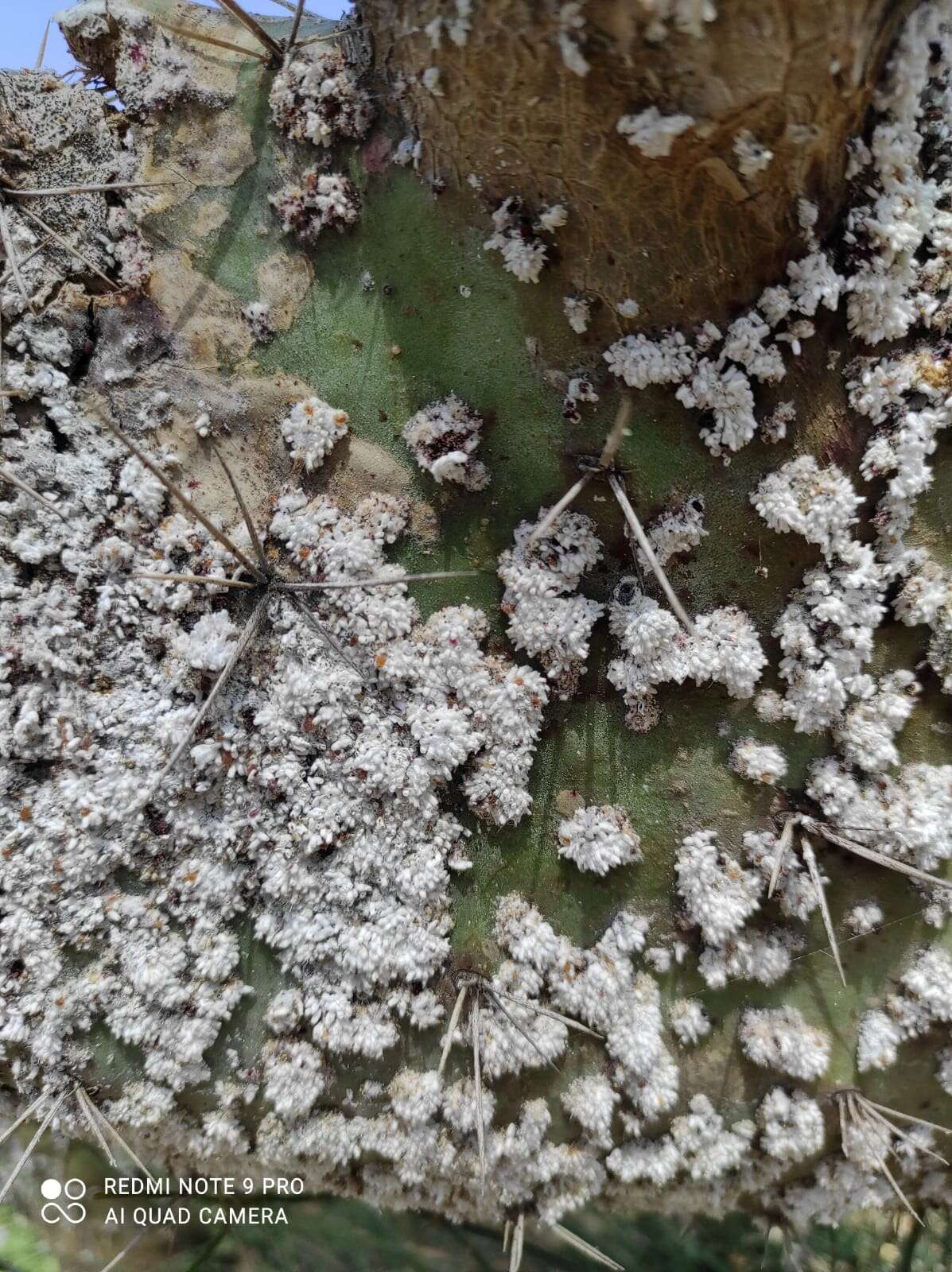 Imagem de Opuntia ficus-indica (L.) Mill.