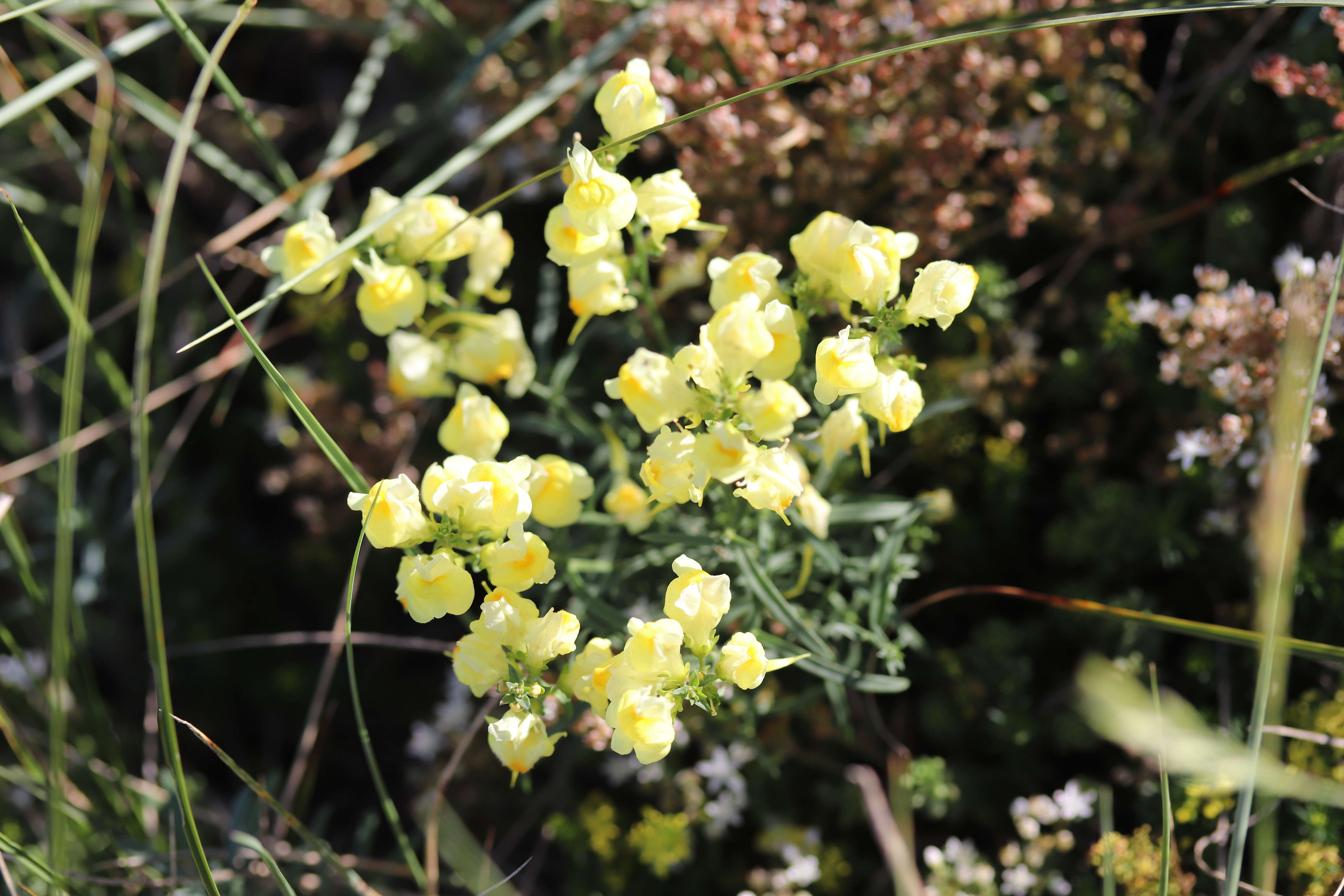 Image of Common Toadflax